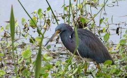 Bible Birds – Herons in Tampa&nbsp;Bay
