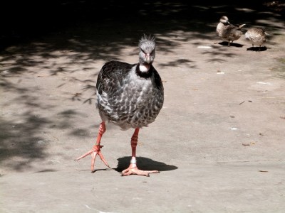 Southern Screamer (Chauna torquata)  Jax Zoo by Lee