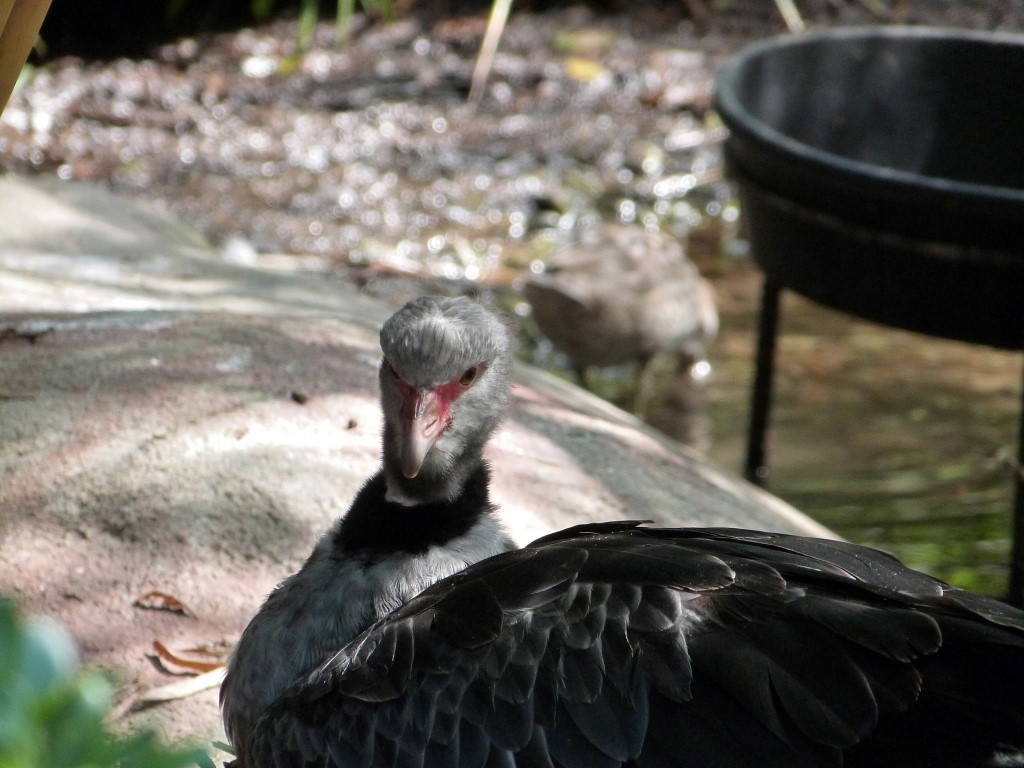 Southern Screamer 2012