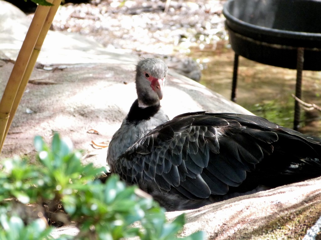 Southern Screamer 2012