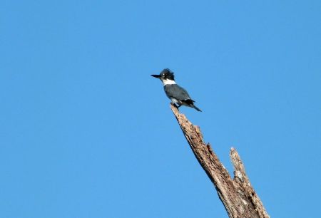 Belted Kingfisher (Megaceryle alcyon) by Lee Circle B