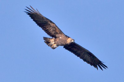 Golden Eagle (Aquila chrysaetos) Flying ©WikiC
