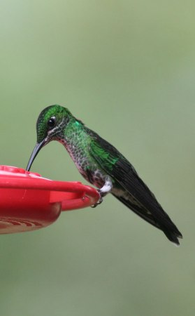 Green-crowned Brilliant (Heliodoxa jacula) by Margaret Sloan