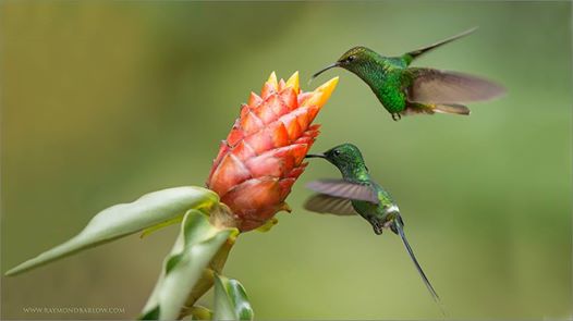 Green Thorntail (Discosura conversii) and Coppery-headed Emerald by Ray