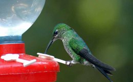 Creation Moment’s – Double Life of the&nbsp;Hummingbird