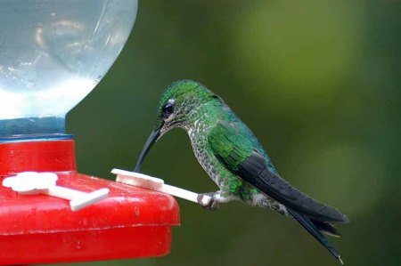 Hummingbird family by Bob-Nan