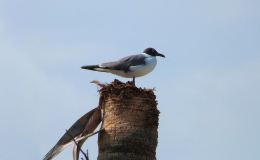 Thanksgiving – Laughing&nbsp;Gull