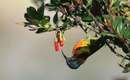 Wordless Birds – Green-tailed&nbsp;Sunbird