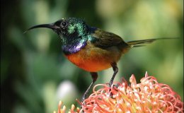 2nd Grd CHEERFULNESS- LESSON&nbsp;LXX.