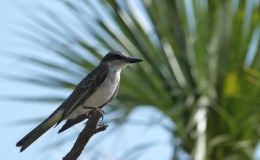 The Kingbird – McGuffey’s Second Grade&nbsp;Reader