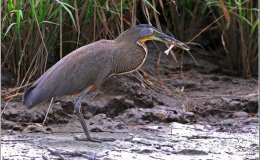 Bible Birds – Lessons From The&nbsp;Heron