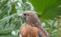 Bible Birds – Hawk&nbsp;Introduction