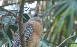 Dodo Channel – Hawk Stuck In Car’s&nbsp;Grill