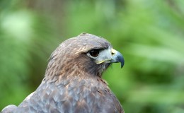 Bible Birds – Hawk&nbsp;Migration