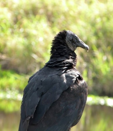 Black Vulture by Lee Myakka SP