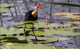 A Noisy, Bird Brained Harem – Interesting&nbsp;Things