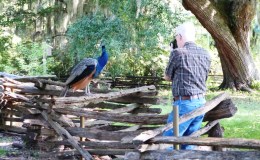 Bible Birds – Peacocks in South&nbsp;Carolina