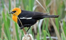 Living on the Inside or the Outside? – Yellow-headed and Red-winged&nbsp;Blackbirds