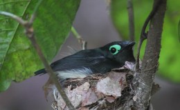 Christmas Hymns With Birds – This Endris&nbsp;Night