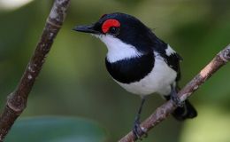 God’s Recipe for the Brown-throated&nbsp;Wattle-eye