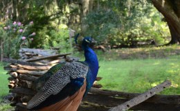 Updated Bible Birds – Peacocks&nbsp;Page