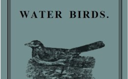 Child’s Book of Water Birds –&nbsp;Re-visited