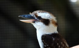 Kookaburra Encounter at Brevard&nbsp;Zoo