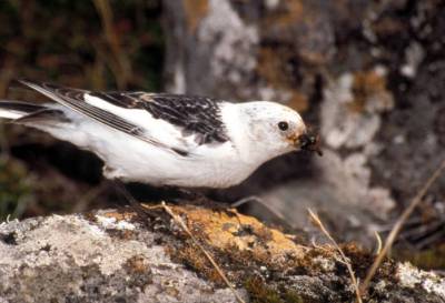 Snow Bunting (Plectrophenax nivalis) ©USFWS
