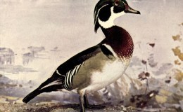 Birds Vol 2 #1 – Wood&nbsp;Duck