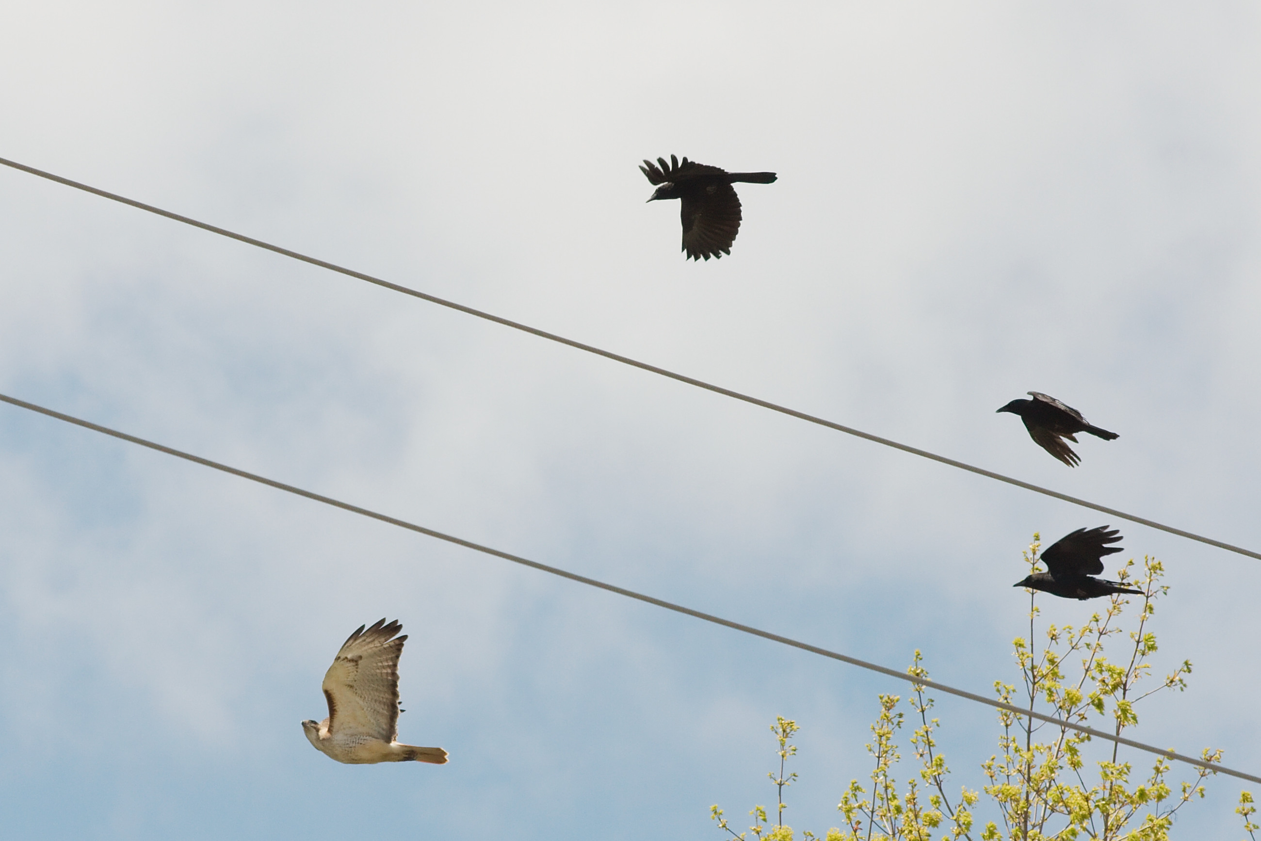 Red-tailed Hawk (Buteo jamaicensis) Mobbed by Crows ©WikiC