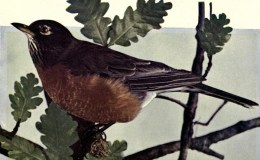 Birds Vol 1 #2 – The American&nbsp;Robin