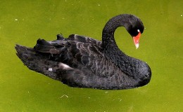Bible Birds – Black Swans by&nbsp;Bellamoonnature