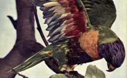Birds Vol 1 #2 – The Blue Mountain Lory – Rainbow&nbsp;Lorikeet