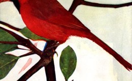 Birds Vol 1 #2 – The American Red&nbsp;Bird