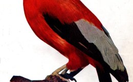 Birds Vol 1 #1 – The Cock-Of-The-Rock