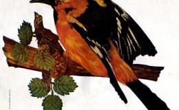 Birds Vol 1 #1 – The Golden Oriole (or Hooded&nbsp;Oriole)