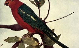Birds Vol 1 #2 – The King Parrot or King&nbsp;Lory