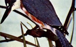 Birds Vol 1 #2 – The Kingfisher – The Lone&nbsp;Fisherman