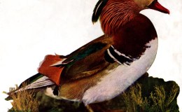Birds Vol 1 #1 – The Mandarin&nbsp;Duck