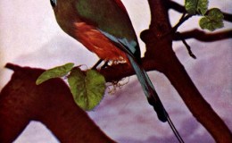 Birds Vol 1 #2 – The Mexican Mot Mot (Turquoise-browed)