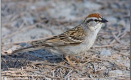 McGuffey’s 6th Grade Reader – The Morning&nbsp;Oratorio