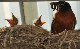 McGuffey’s Reader – First Grade Lessons LVI and&nbsp;LVII