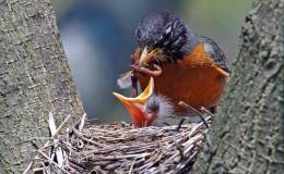 Birds Vol 1 #4 – Bird Day In The&nbsp;Schools