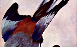 Birds, Illustrated – Volume 1, # 2 – Now&nbsp;Ready