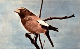 Vol 2 #2 – The Evening&nbsp;Grosbeak