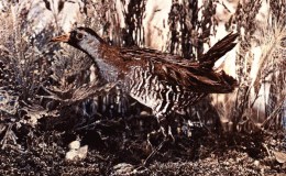 Birds Vol 2 #2 – The Sora&nbsp;Rail