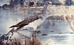 Vol 2 #2 – The Yellow&nbsp;Legs