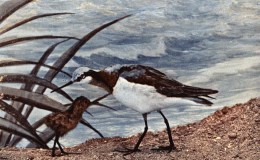 Vol 2 #2 – Wilson’s&nbsp;Phalarope