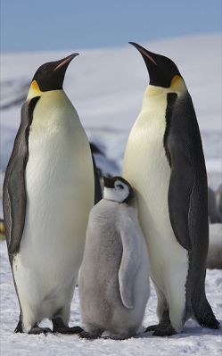 Emperor Penguin (Aptenodytes forsteri) ©WikiC