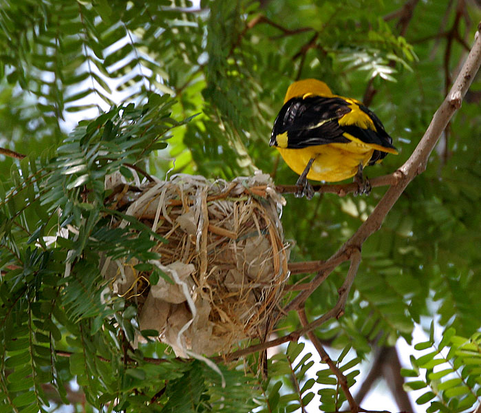 Eurasian Golden Oriole (Oriolus oriolus) Nest ©WikiC